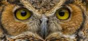 owl eyes are huge
