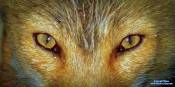 fox eyes have slits
