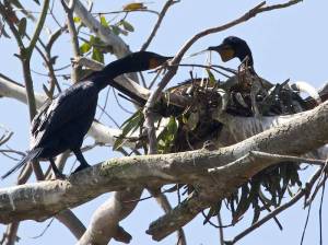 active cormorants