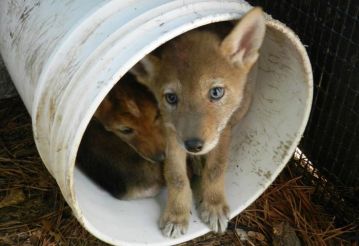 coyote pups when they were brought into the center