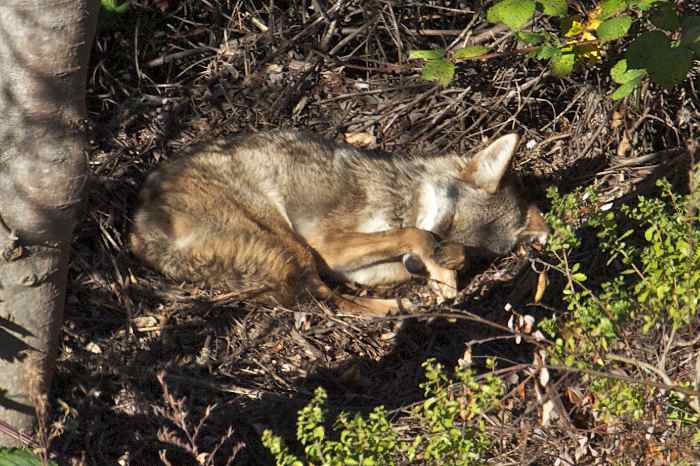 2013-11-05-sleeping-coyote.jpg