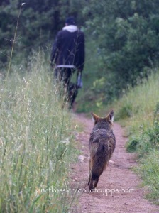 Coyote approaching and following a dog and walker: be prepared for their need to "message."