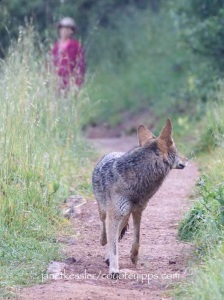 Stopping, facing the coyote eyeball to eyeball, stepping in its direction and clapping will get it to move away
