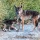 What Would Be The Outcome In a Coyote/German Shepherd Altercation? by Charles Wood