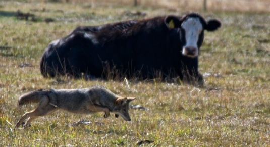 coyote and the buffalo story